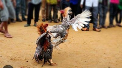 Abaikan Bulan Ramadhan Sabung Ayam di Pagelaran PAL Gondang Legi Malang Tetap Buka